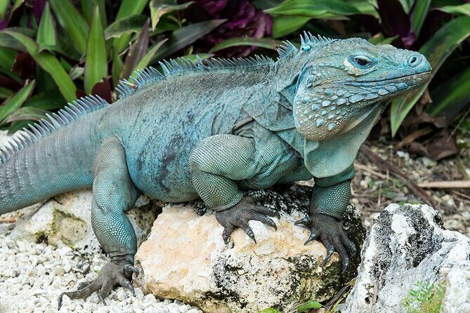 CaymanVisitor Hide & Seek GeoTour Self-Drive Tour - Price and Value: Is It Worth It?