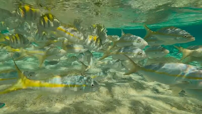 Cayo Arena: Paradise Island and Mangroves Private Tour - Itinerary and Highlights