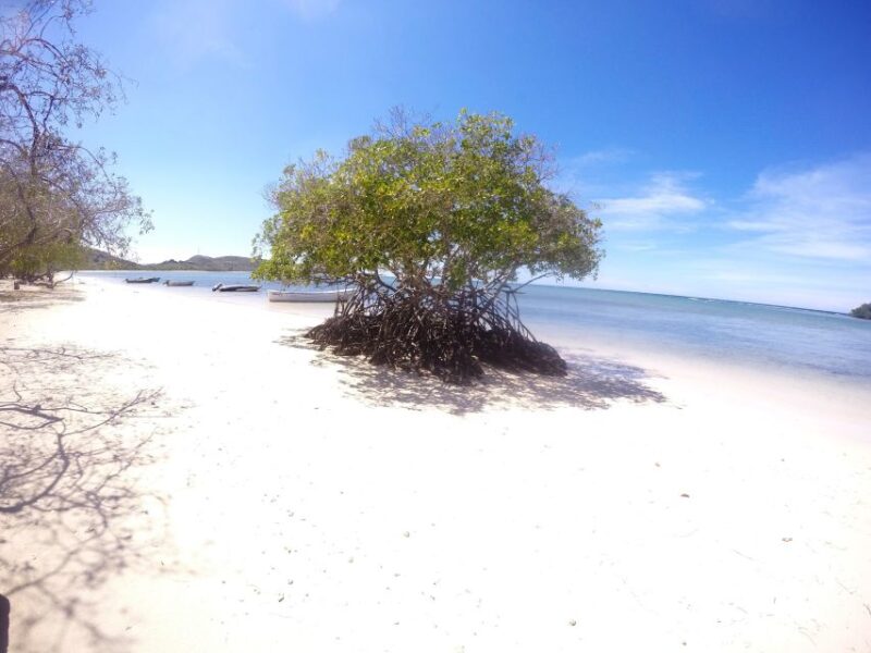 Cayo Arena: Paradise Island and Mangroves Tour - Itinerary and Activities