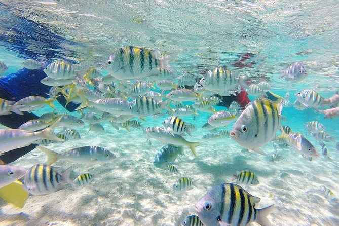 Cayo Arena, Paradise Island Tour - Positive Experiences