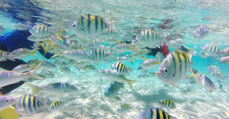 Cayo Arena: Paradise Island Tour Sosua or Cabarete - Customer Feedback