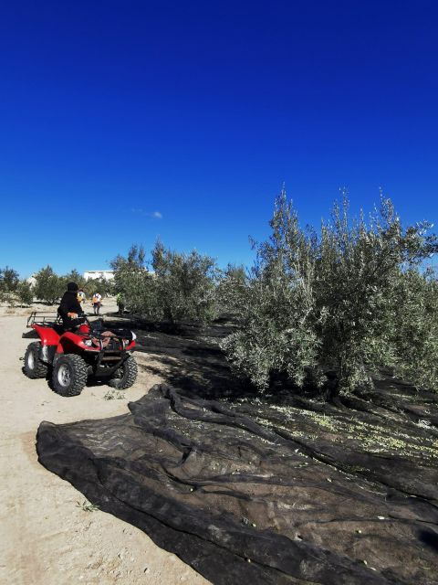 Cazorla: Oleotour - Olive Oil Culture Initiation - Olive Oil Production