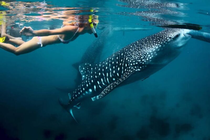 Cebu 2 Days Highlights Tour - Key Points
