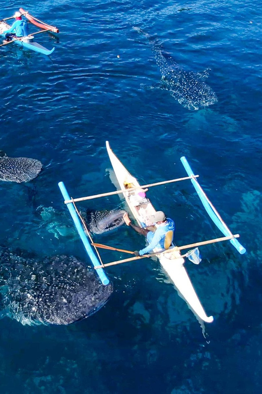 Cebu 2 Days Highlights Tour - Day 1 Activities