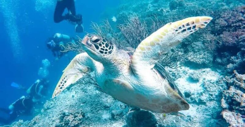Cebu: 3DAYS Cebu & Bohol Countryside Tour With Lunch Buffet - Key Points