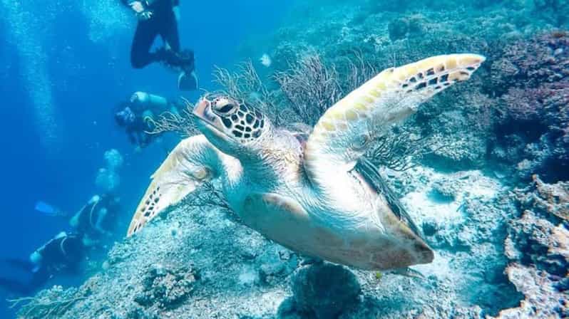 Cebu: 3DAYS Cebu & Bohol Countryside Tour With Lunch Buffet - Moalboal and Kawasan Falls