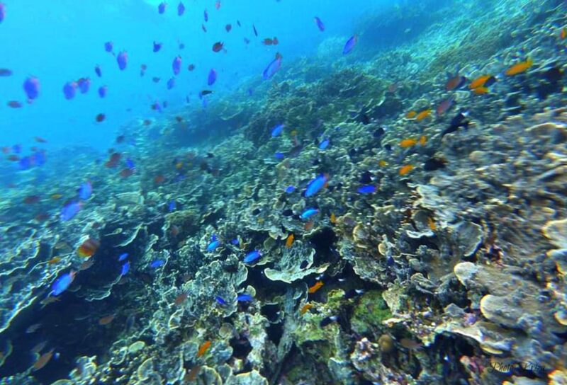 Cebu: 3DAYS Cebu & Bohol Countryside Tour With Lunch Buffet - Oslob Whale Shark and Sumilon Island