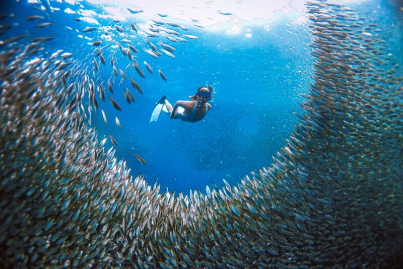 Cebu: 3DAYS Cebu & Bohol Countryside Tour With Lunch Buffet - Bohol Countryside Tour