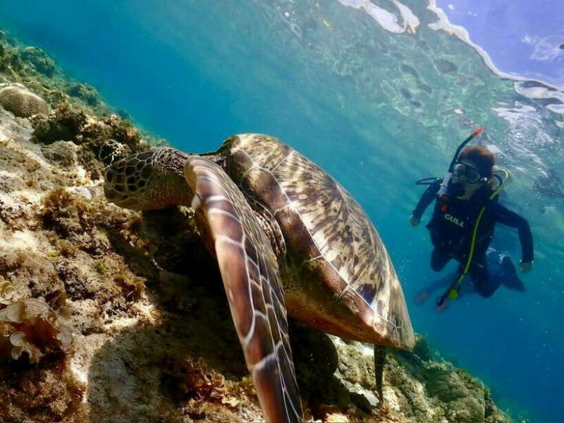 Cebu: Beach Scuba Diving Experience - Key Points