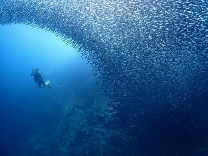 Cebu: Beach Scuba Diving Experience - Final Thoughts