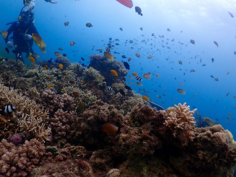 Cebu: Boat Diving Two Dive Tour in Olango Island - Pricing Details