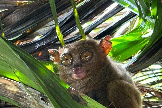 Cebu-Bohol Day Tour + Ferry Tickets - Key Points