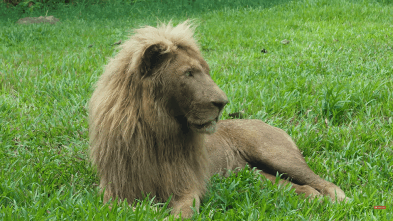 Cebu Carmen: Cebu Safari and Adventure Park - Key Points