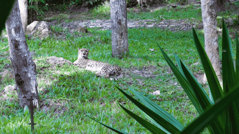 Cebu Carmen: Cebu Safari and Adventure Park - Safari Experience Highlights