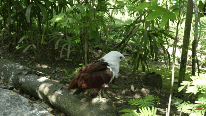 Cebu Carmen: Cebu Safari and Adventure Park - Pickup and Drop-off Locations