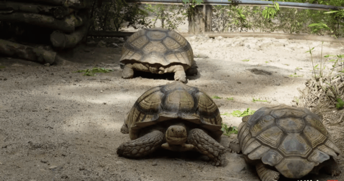 Cebu Carmen: Cebu Safari and Adventure Park - Health and Safety Considerations