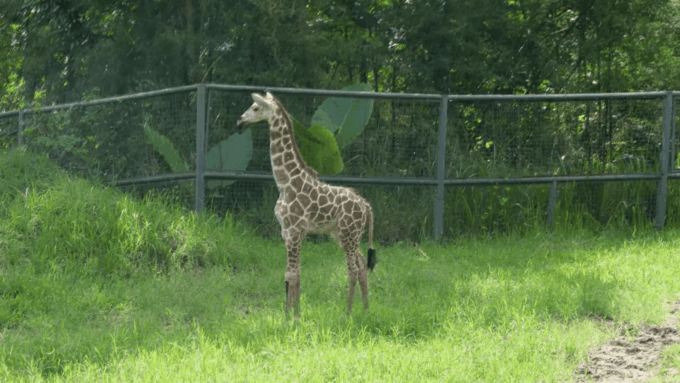 Cebu Carmen: Cebu Safari and Adventure Park - Frequently Asked Questions