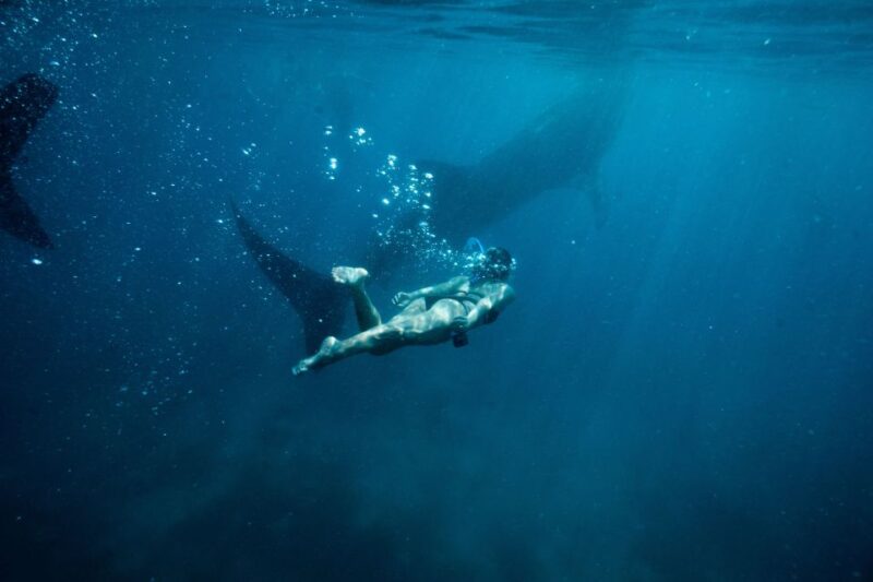 Cebu City: Whale Shark Swimming & Kawasan Falls Canyoneering - Key Points