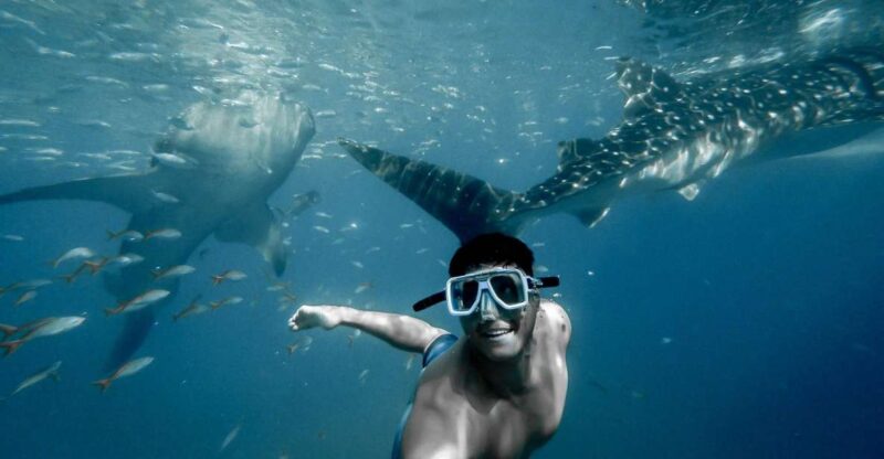 Cebu City: Whale Shark Swimming & Kawasan Falls Canyoneering - Pickup Locations and Itinerary