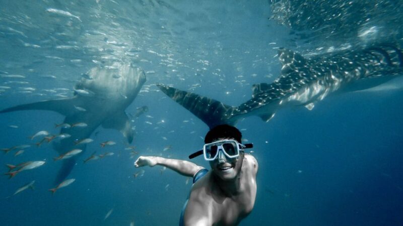 Cebu City: Whale Shark Swimming & Kawasan Falls Canyoneering - Whale Shark Snorkeling Experience
