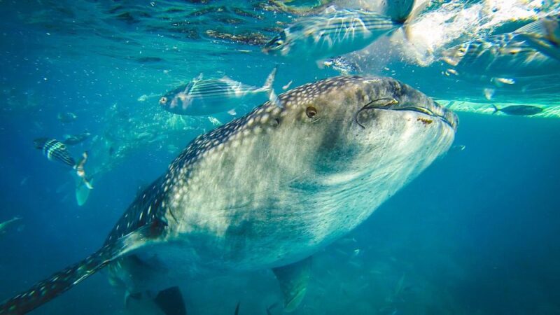 Cebu City: Whale Shark Swimming & Kawasan Falls Canyoneering - Canyoneering at Kawasan Falls