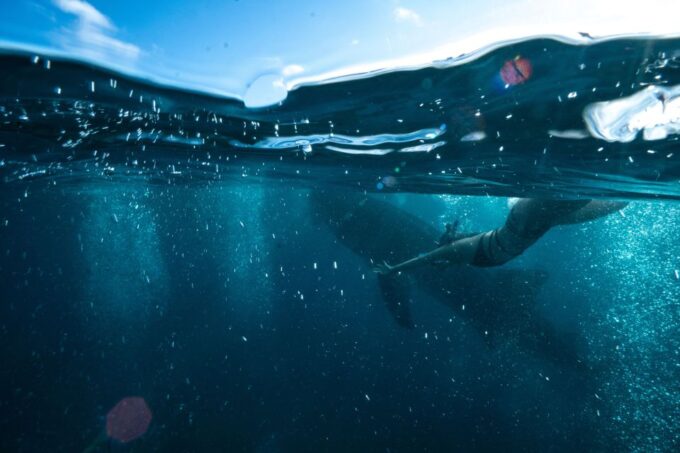 Cebu City: Whale Shark Swimming & Kawasan Falls Canyoneering - Frequently Asked Questions