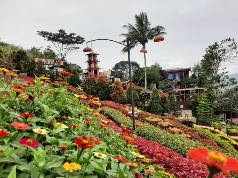 Cebu: Cultural Gems Guided Tour With 10,000 Roses - Transportation and Logistics