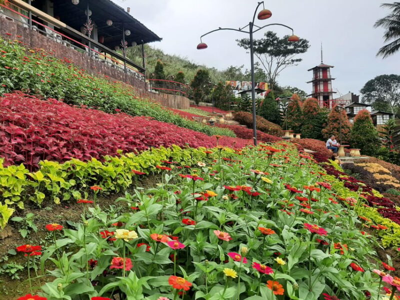Cebu: Cultural Gems Guided Tour With 10,000 Roses - Colorful Blooms at Buwakan Ni Alejandra