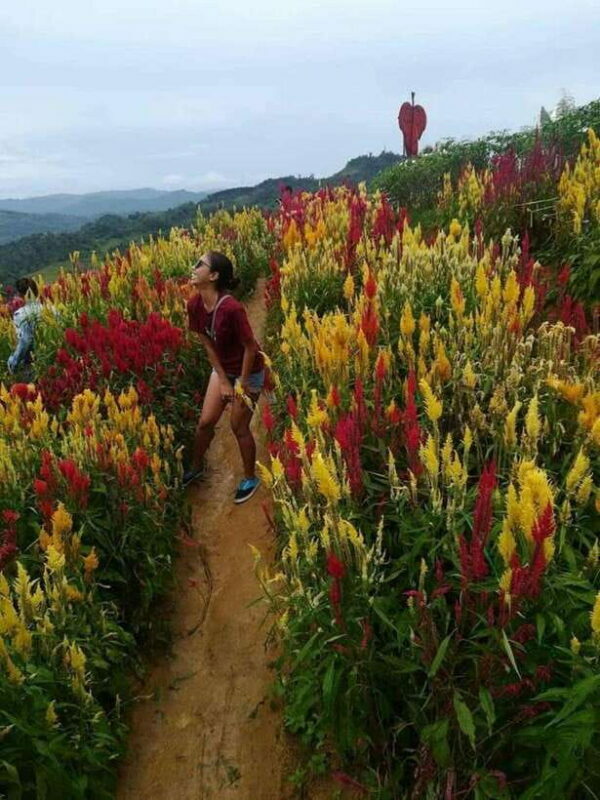 Cebu Highlands: Half-Day Escape with Optional Lunch - Authentic Experiences and Traveler Feedback