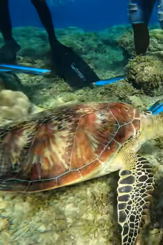 Cebu: Island Hopping Pescador,Sardine Run Andturtle Paradise - Snorkeling Experience