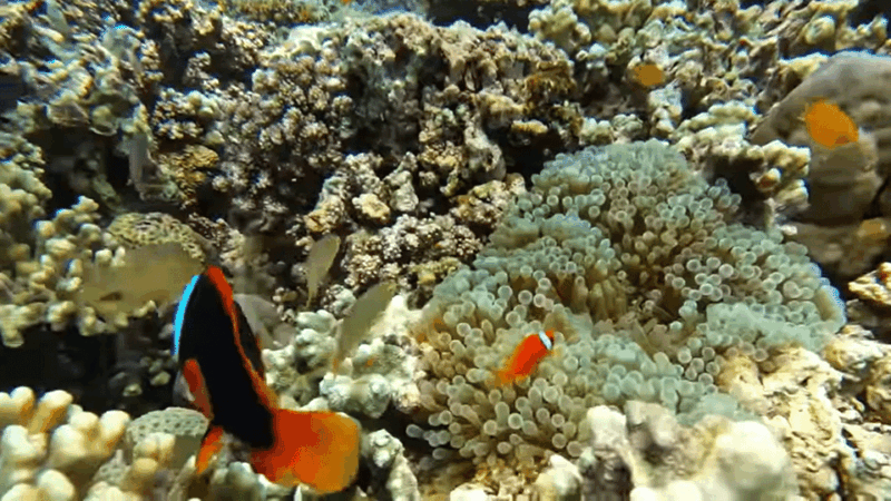 Cebu: Island Hopping Pescador,Sardine Run Andturtle Paradise - Suitability and Restrictions