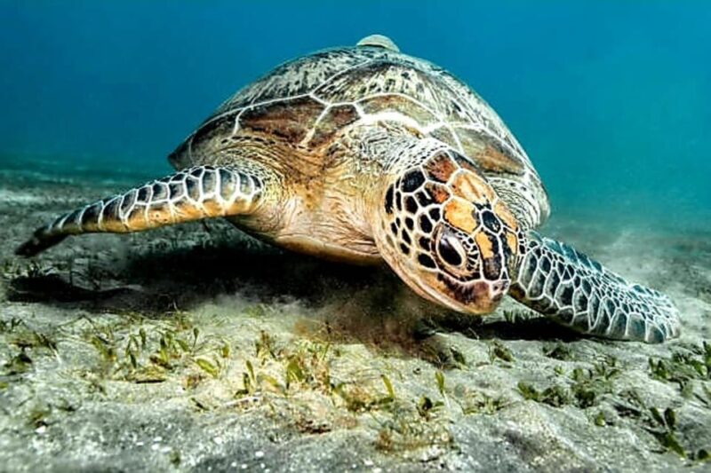 Cebu JoinTour:Moalboal Pescador Island & Badian Canyoneering - Tour Inclusions