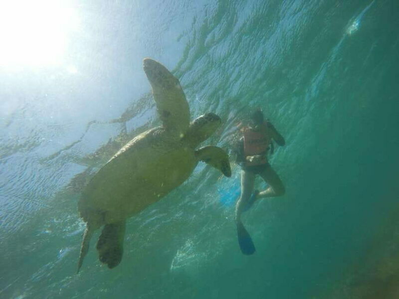Cebu: Kawasan Canyoneering & Sardines Run and Turtle Chase - Cebu: Kawasan Canyoneering & Sardines Run and Turtle Chase — A Complete Guide
