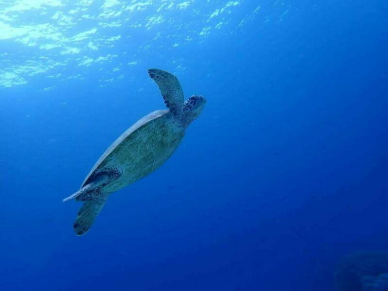 Cebu: Kawasan Canyoning, Moalboal Snorkeling, & Turtles Tour - Key Points