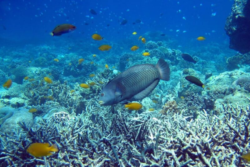 Cebu Mactan Island Hopping + Picnic Lunch (Private Tour) - Highlights of the Itinerary