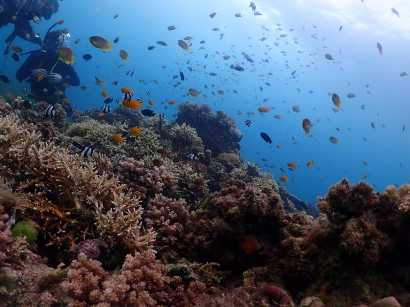 Cebu Mactan:Scuba Diving Experience Beach 1or2 Dive. - Dive Site Highlights