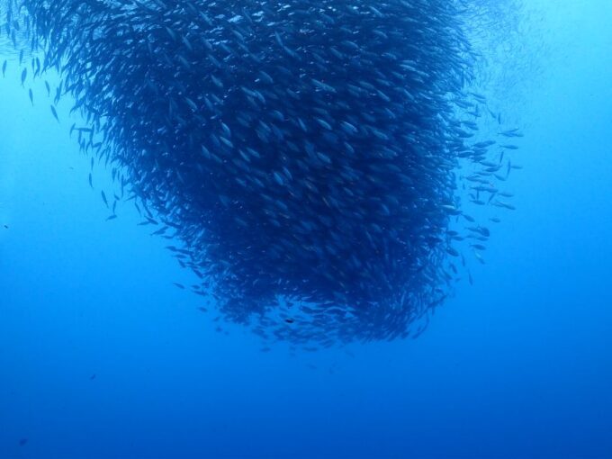 Cebu Mactan:Scuba Diving Experience Beach 1or2 Dive. - Frequently Asked Questions