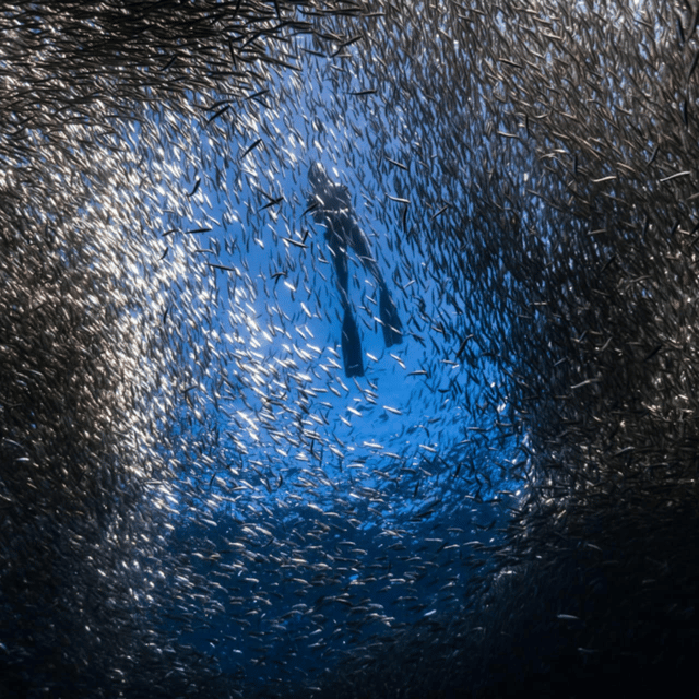 Cebu: Moalboal & Kawasan Day Tour W/ Badian Canyoneering - Important Information