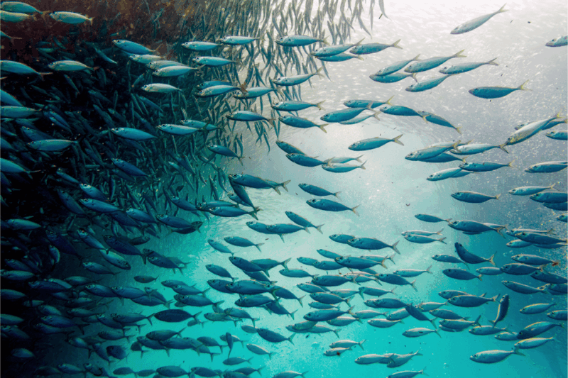 Cebu: Moalboal Sardine Run, Turtles & Oslob Whale Shark Tour - Itinerary Details