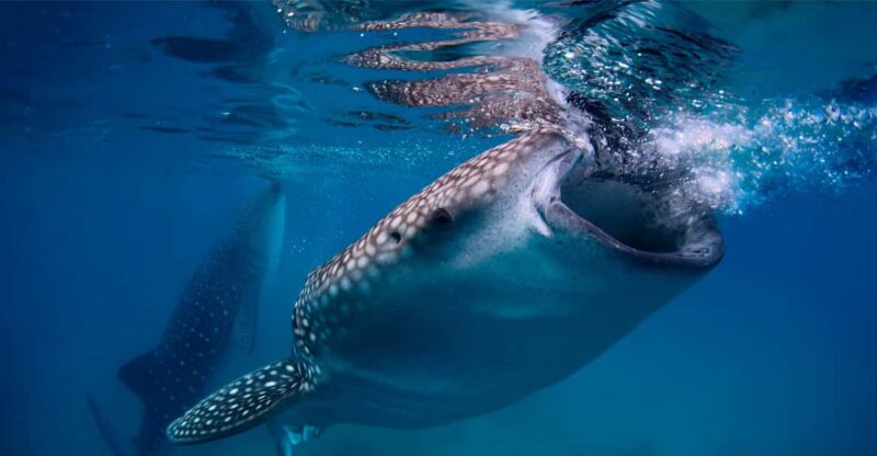Cebu: Moalboal Sardine Run, Turtles & Oslob Whale Shark Tour - Highlights of the Tour