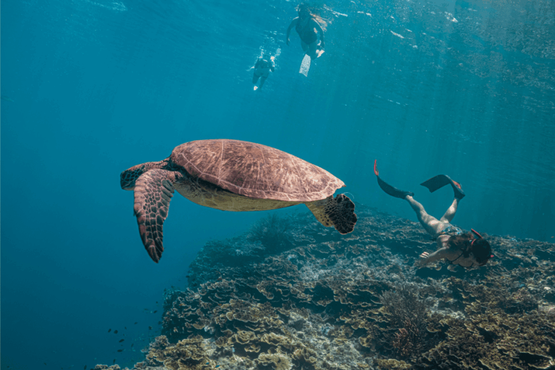Cebu: Moalboal Sardine Run, Turtles & Oslob Whale Shark Tour - Inclusions and Exclusions