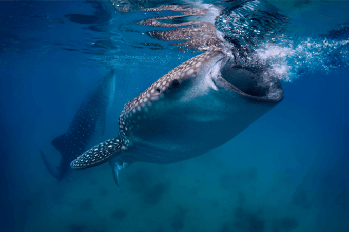 Cebu: Moalboal Sardine Run, Turtles & Oslob Whale Shark Tour - Oslob Whale Shark Experience