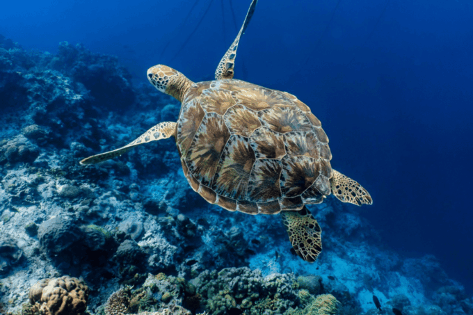 Cebu: Moalboal Sardine Run, Turtles & Oslob Whale Shark Tour - Moalboal Sardine Run and Turtles