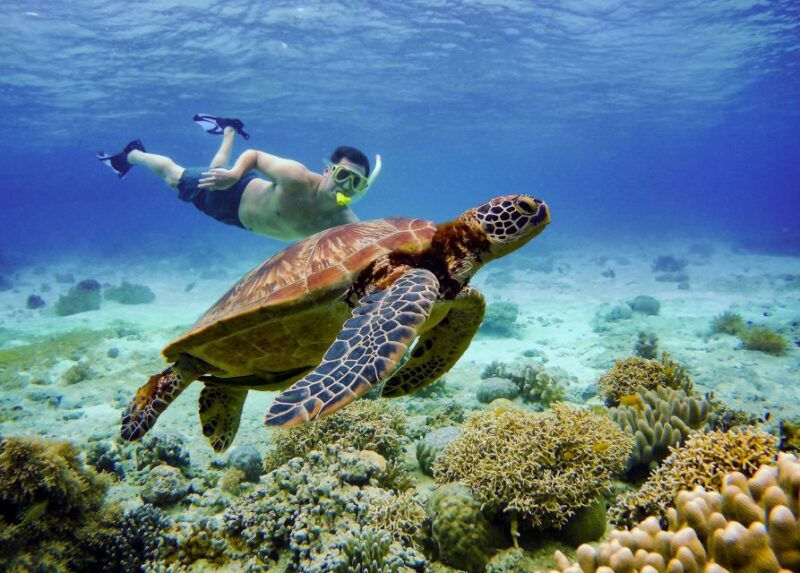 Cebu: Moalboal Sardines and Turtles Snorkeling Tour - Highlights