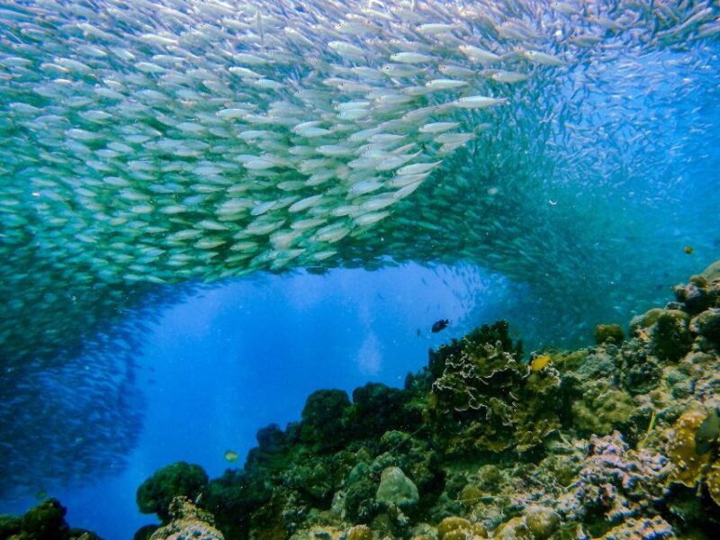 Cebu: Moalboal Sardines and Turtles Snorkeling Tour - Important Information