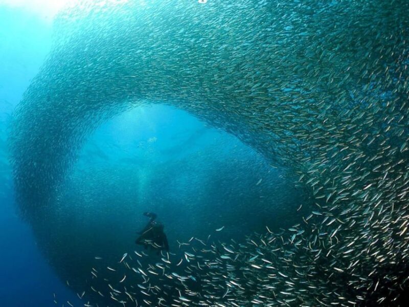 Cebu: Moalboal Sardines and Turtles Snorkeling Tour - Cancellation Policy