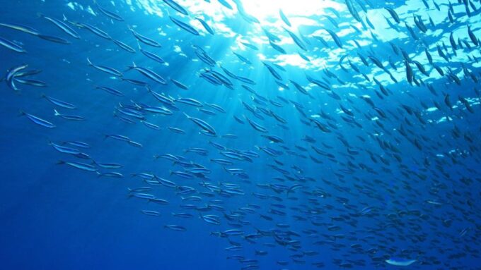 Cebu: Moalboal Sardines and Turtles Snorkeling Tour - Included in the Tour