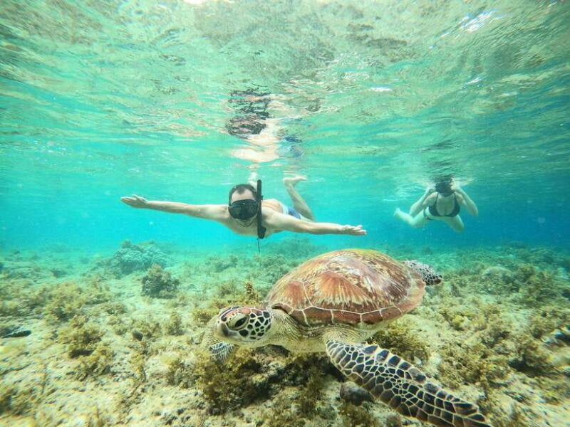 Cebu: Moalboal Sardines Run Snorkel & Kawasan Canyoneering - Key Points