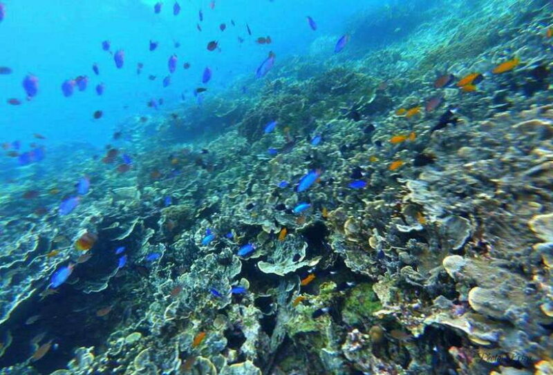 Cebu: Moalboal Sardines Run Snorkel & Kawasan Canyoneering - FAQs