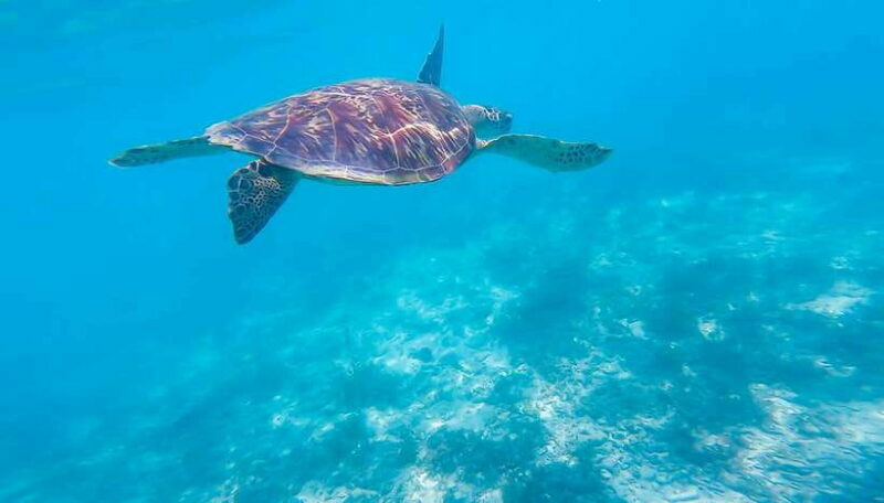 Cebu: Moalboal Sardines & Turtle Snorkeling and Canyoneering - Key Points